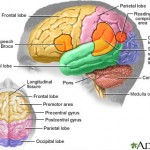 brain regions and functions
