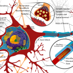 neuron cell diagram